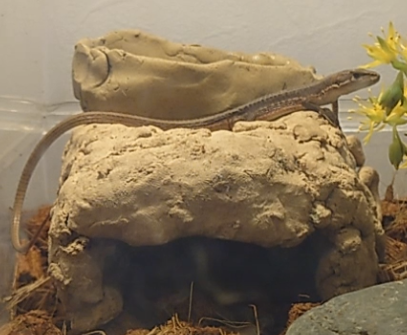 石粉粘土で自作したカナヘビ用シェルター