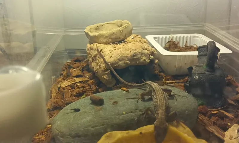 ヤシガラチップを敷いたカナヘビ飼育ケージの全体像