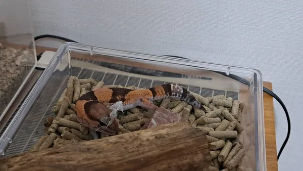 脱いだ皮を口にくわえて食べているニシアフ（おはぎ）