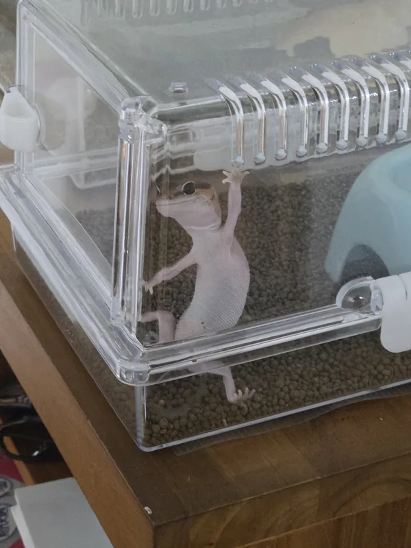 脱皮前のニシアフ（おはぎ）。頭は茶色のまま、首から下の体が白く濁っている