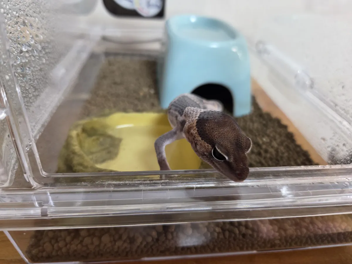 脱皮前のニシアフ（おはぎ）全身：胴体の皮が浮いて白く見える状態