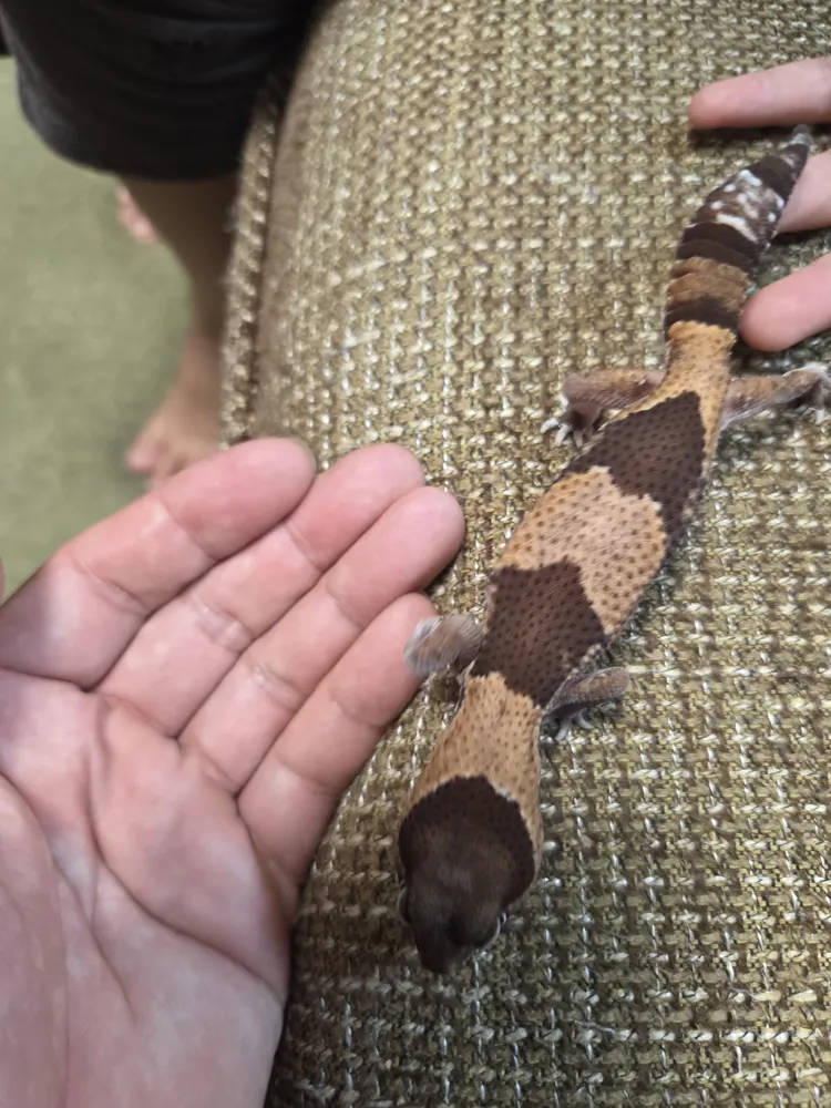手のひらに乗ったニシアフのおはぎ。後ろ足の指に脱皮の皮が白く残っている