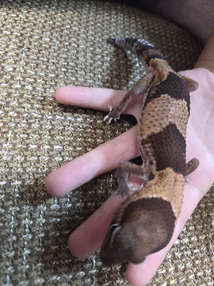 脱皮後のニシアフのおはぎの全身。バンド模様がはっきり出ている