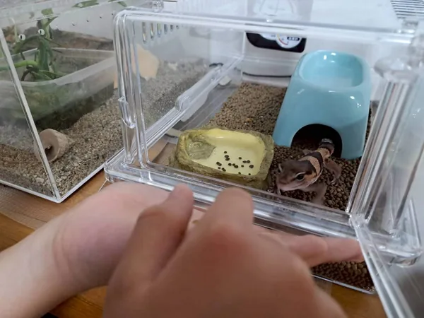 ケージの扉を開け、皿に人工餌を入れたところに近づいてくるニシアフ（おはぎ）