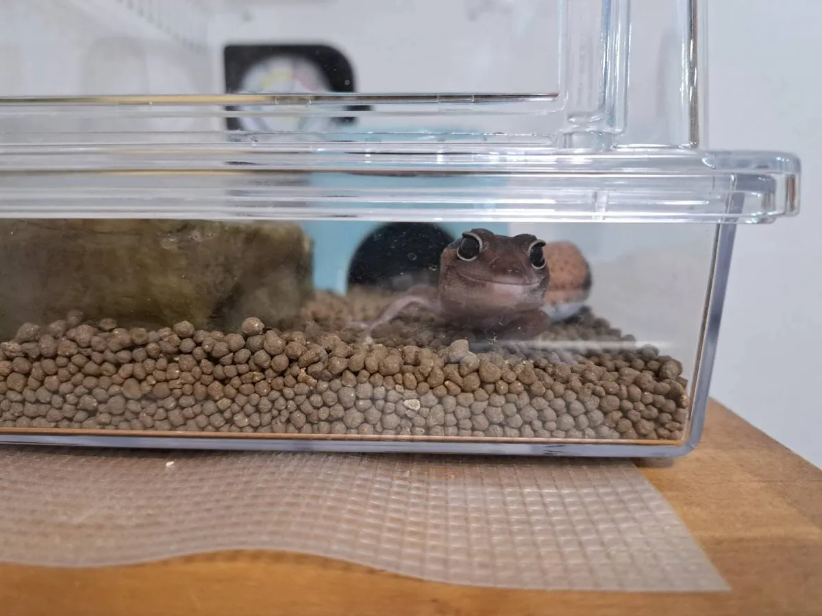 カメラ目線のおはぎ
