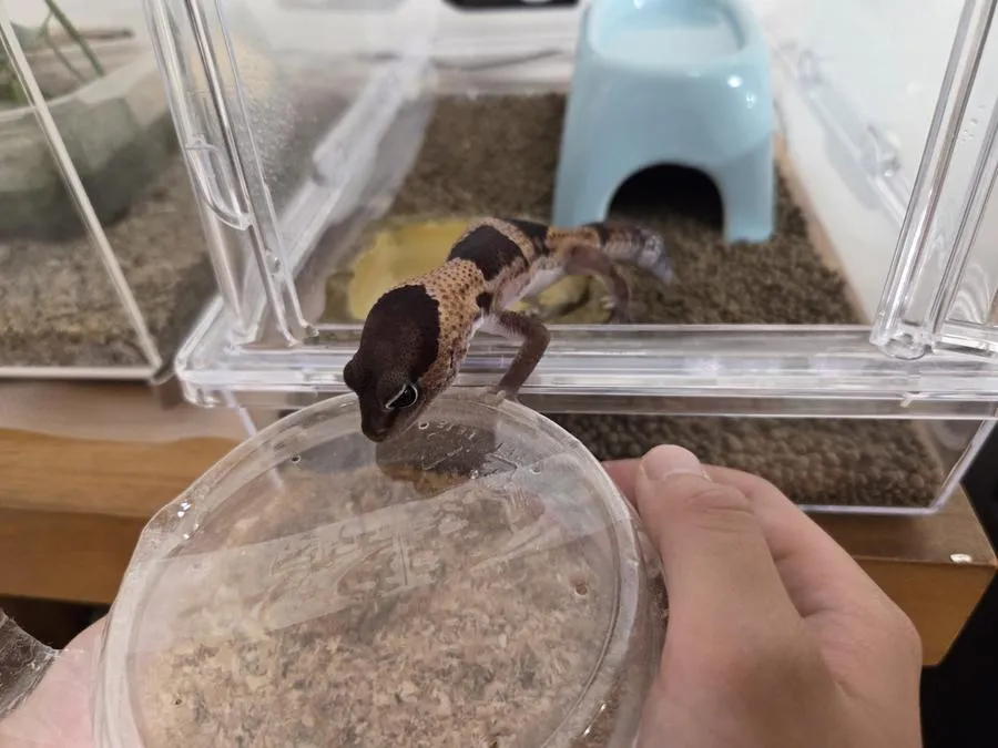 ミルワームのカップを差し出すと、扉から身を乗り出すおはぎ