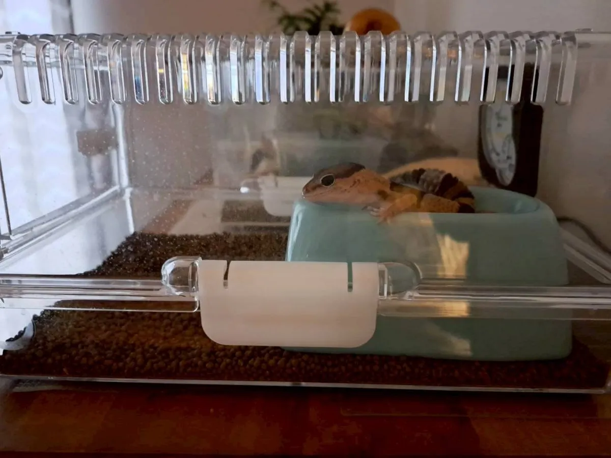 ウェットシェルターの上の水皿に体を乗せるおはぎ