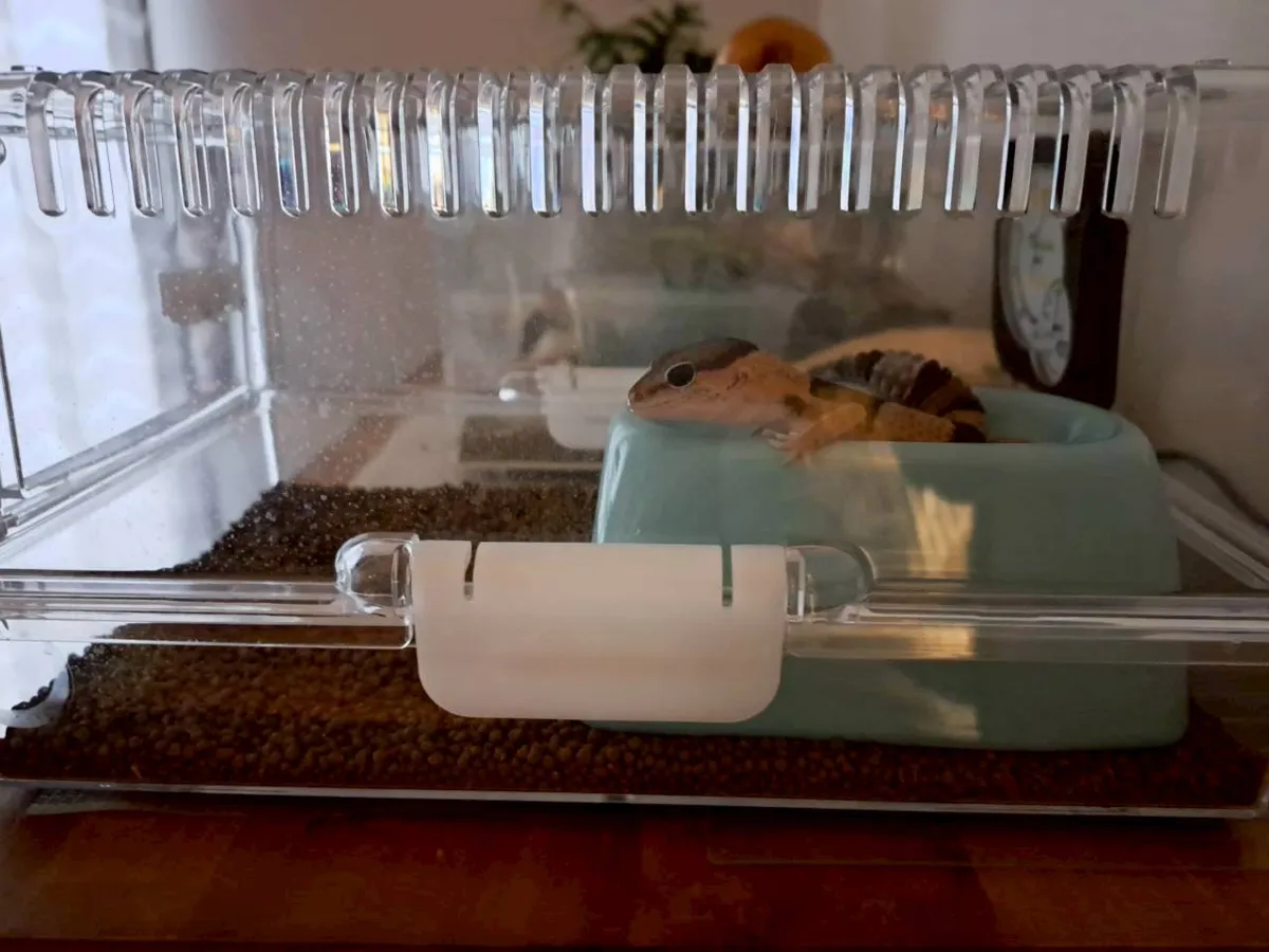 シェルター上部の水皿に体を乗せるおはぎ