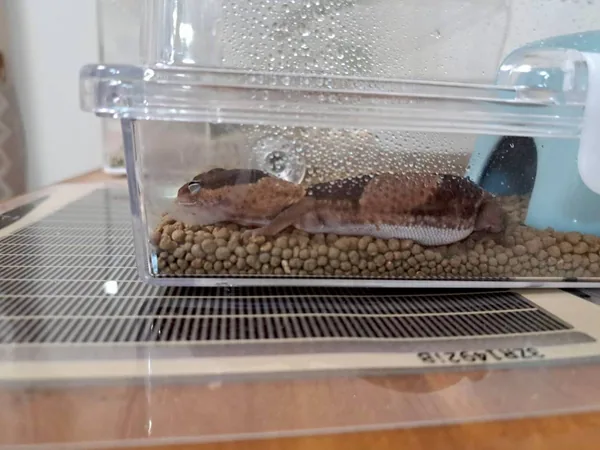 ケージの下に敷いたパネルヒーターの上で休むニシアフ（おはぎ）。壁は結露している