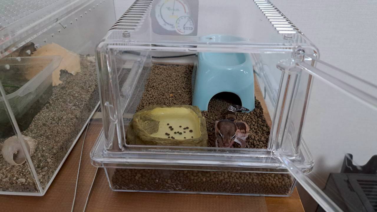 エキゾテラ ウォーターディッシュS（黄色い岩型の浅い水入れ）。ニシアフのケージで撮影