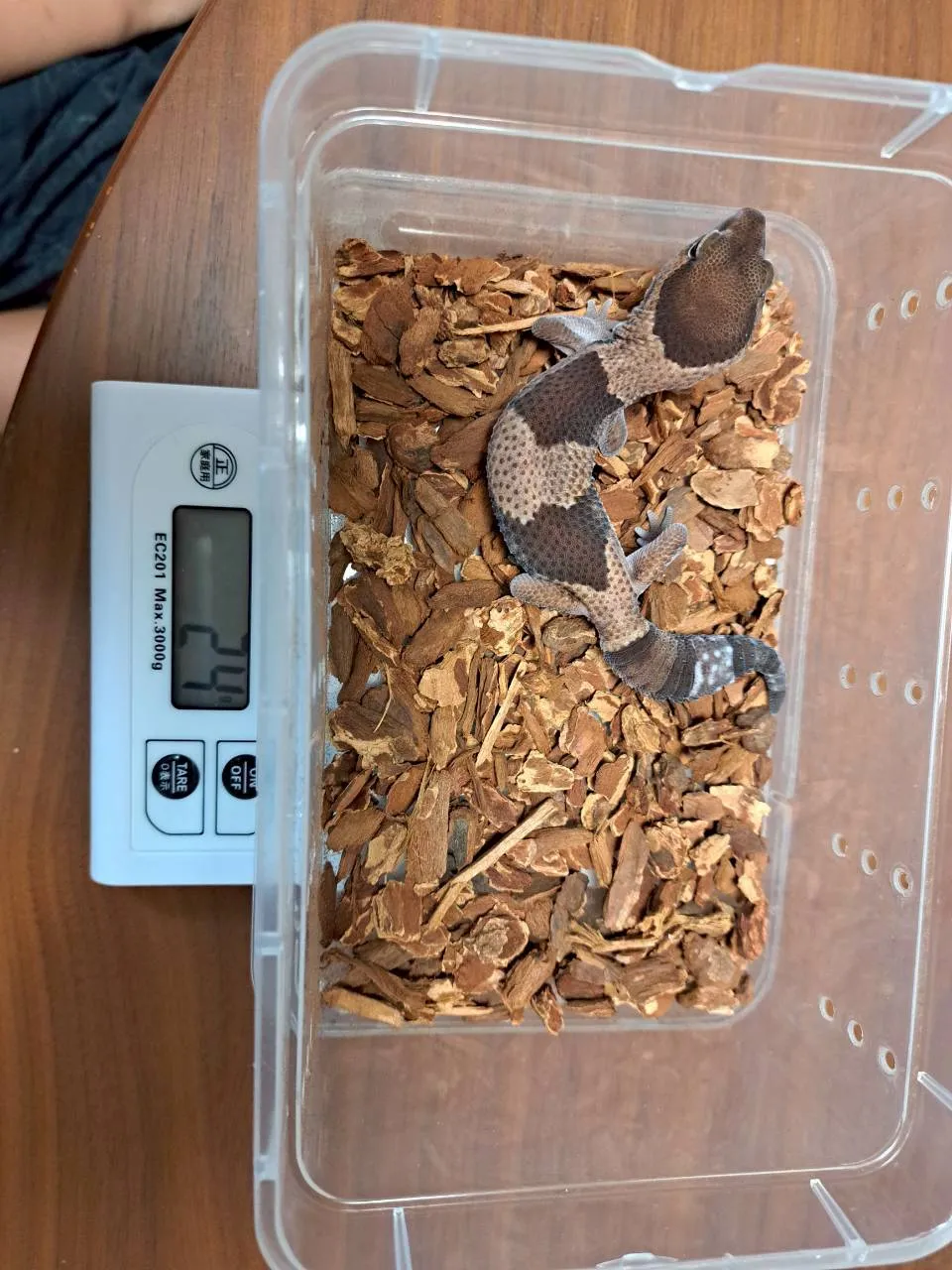 ニシアフのおはぎ：キッチンスケールに乗せて体重24gを測定中