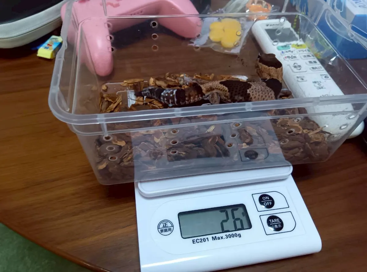 バークチップの箱ごとキッチンスケールに乗せた計量。表示は26g