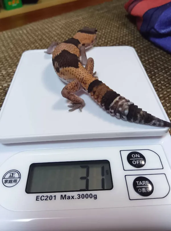 ニシアフ（おはぎ）の体重測定。31gを表示したスケールの上で、尻尾の太さが分かる後ろ姿
