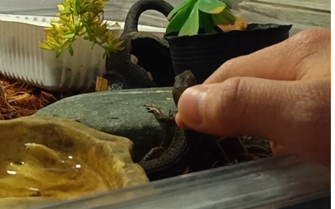 カナヘビの背中をそっと触っている様子